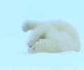 北极熊 雪地 打滚 玩耍