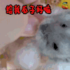 仓鼠 萌宠 给我瓜子好嘛 soogif soogif出品 soogif soogif出品
