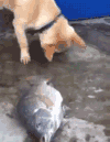 有爱 汪星人 鱼 柴犬