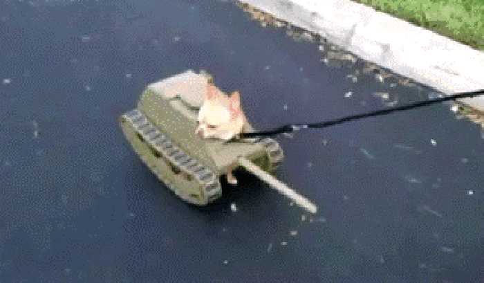 小狗 坦克 歪头 行走