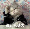 萌宠 猫星人 真让人头大 无奈 呆萌 可爱