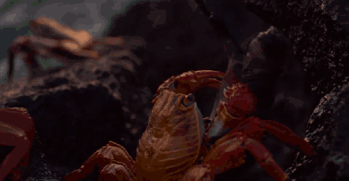 加拉帕格斯群岛 动物 海浪 礁石 纪录片 螃蟹 红头蟹