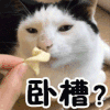 卧槽 猫