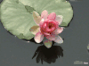 荷花 花瓣 倒影 河水