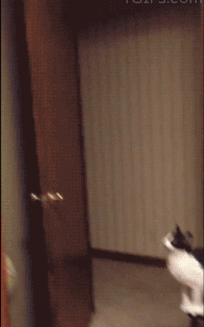 小猫 跳跃 玩耍 毛茸茸