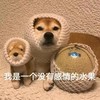 萌宠 汪星人 我是一个没感情的水果 看不到我 沙雕 搞怪