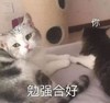 萌宠 猫星人 勉强和好 我和你 呆萌 可爱
