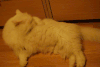 猫 萌宠 卖萌 舔