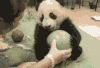 熊猫 可爱 玩球 萌宠