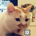 呕 拒绝 猫