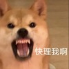 萌宠 汪星人 快理我啊 激动 搞怪 呆萌