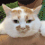 猫咪 萌宠 眉眼 呆萌