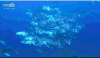 深海奇探 鱼群 游动 湛蓝