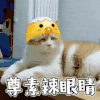 丧猫 小鸡头 辣眼睛