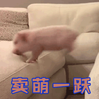 宠物猪 卖萌一跃 卖萌