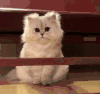 猫咪 不开心 可爱 眼神