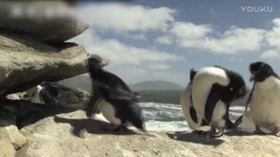 企鹅 跳上岩石 太胖了 没跳上去摔倒了 好尴尬呀