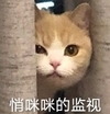 萌宠 喵星人 悄咪咪的 监视 呆萌 可爱