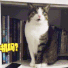 猫咪 萌宠 呆望 手机吗