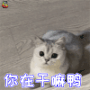 萌宠 猫 猫咪 喵星人 你在干嘛呀 蒙圈 soogif soogif出品