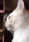 猫咪 萌宠 吐舌头 搞笑
