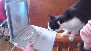 电脑 猫咪 可爱 调皮