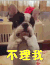 不理我 萌宠 汪星人