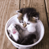 猫咪 舔一舔 坐着 可爱
