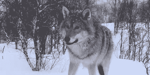 狼 自然 雪地 嚎叫 凶猛