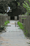 狗狗 素心 生活 兄妹 猫咪 萌