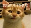 萌宠 猫星人 我劝你见好就收吧 难受 呆萌 可爱