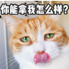 萌宠 猫星人 你能拿我怎么样 嚣张 呆萌 可爱