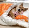 萌宠 汪星人 天亮了 我要睡了 熬夜 搞怪 逗