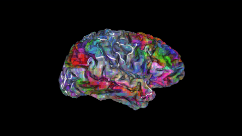 大脑 旋转 颜色 创意