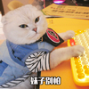 萌宠 喵星人 妹子别怕 我来了 呆萌 可爱