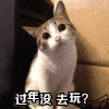 小猫 可爱 歪头 直视 萌萌哒 过年没去玩