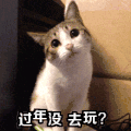 小猫 可爱 歪头 直视 萌萌哒 过年没去玩
