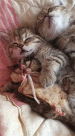 猫咪 蜜袋鼯 乖萌 酣睡