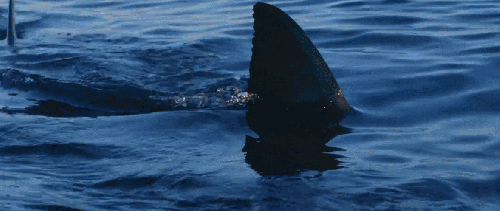 BBC:鲨鱼 动物 大白鲨 科普 鲨鱼