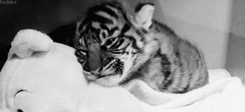 黑白gif动态图片,老虎困了睡觉动图表情包下载 - 影视