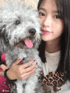 小狗 吐舌头 可爱 萌