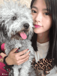 小狗 吐舌头 可爱 萌