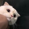 猫咪 猫 头像