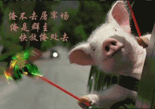 一只小猪 摇风车 坐在车上 唱歌
