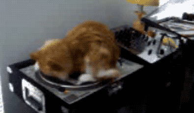 猫 DJ
