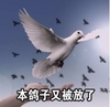 萌宠 鸽子 本鸽子又被放了 走了 呆萌 可爱