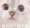萌宠 猫星人 真的吗 我不信 呆萌 可爱