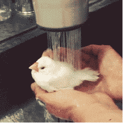 小鸟 洗手 洗澡 可爱