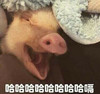 萌宠 猪 哈哈哈 好开心 活泼 可爱