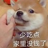 萌宠 汪星人 少吃点 家里没钱了 呆萌 可爱